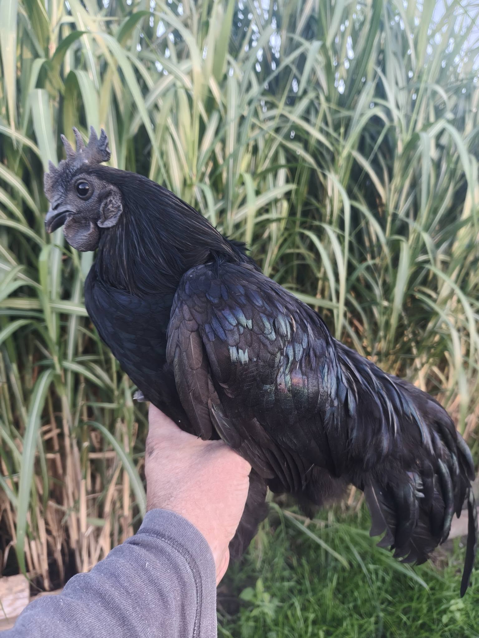 Ayam Cemani
